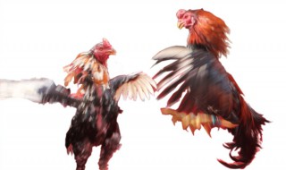 纪渻子养斗鸡的启示 纪渻子养斗鸡的启示解释