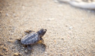 乌龟葡萄眼是什么意思 乌龟葡萄眼是变异吗