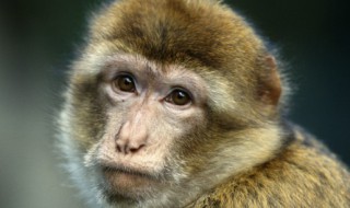 千人一面是什么生肖(千人一面是什么生肖和数字啊)