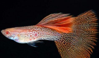 孔雀鱼白子什么意思（孔雀鱼白子是什么意思）