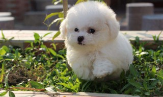 比熊去泪痕的最强方法(比熊去泪痕的最强方法视频)