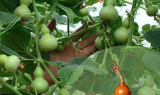 手捻葫芦籽怎么种（手捻葫芦籽怎么种出来的）