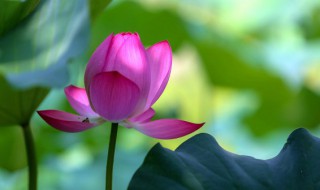 家庭如何种植荷花 家庭如何种植荷花盆栽