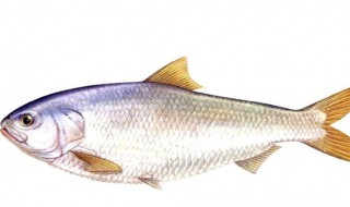 吉安特产都有什么 吉安特产有哪些