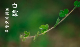 白露是什么意思含义（白露的意思是什）