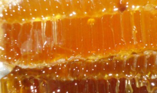 丹东特产有什么 丹东特产有什么虾