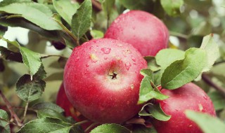 山东省有什么特产带回家（济南带回家的特产）