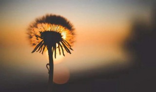 佛说心态经典句子（佛说心态经典句子图片）