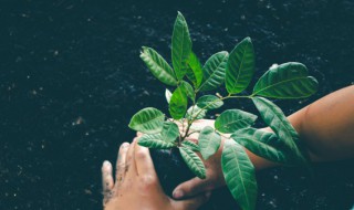 綟木是什么意思 綟木是什么意思?