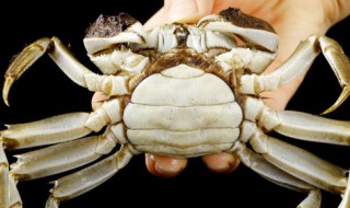 蒸大闸蟹需要多长时间最好（蒸大闸蟹多长时间最好啊）