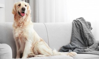 做梦被别人的狗咬了是什么意思 怀孕做梦被别人的狗咬了是什么意思