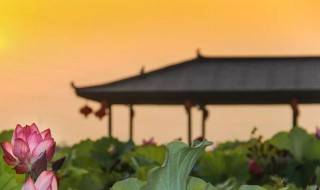 亭亭的意思 亭亭的解释