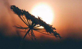 摘抄进作文的神仙句子 摘抄进作文的神仙句子花草