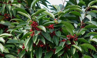 冻青是什么意思(打冻青什么意思)