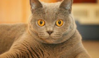 吸猫指的是什么 什么是什么是吸猫