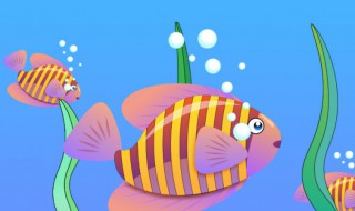 绯鱼是什么意思 绯鲤是什么意思