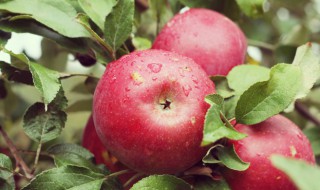 苹果的英语怎么读 苹果的英语怎么读 单词怎么写