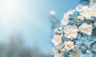 关于春天的词语四个字（关于春天的词语四个字的意思）