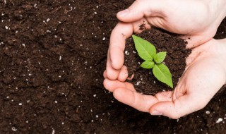 太子参的栽培方法 太子参的栽培方法和技术