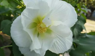 玉蕊是什么意思 玉房金蕊的意思