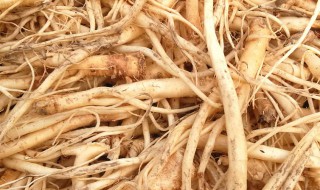 桔梗食用方法（桔梗怎样食用）