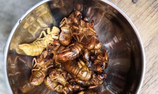 蝉蜕的食用方法 蝉蜕的食用方法和营养价值