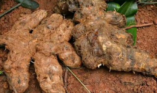 土茯苓的食用方法 土茯苓的食用方法及功效