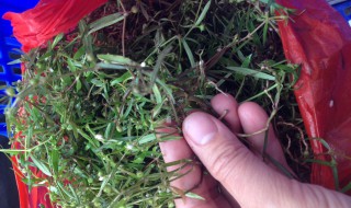 半枝莲的食用方法 半枝莲的食用方法与用量