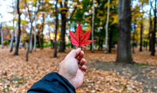 关于秋风的词语 关于秋风的词语和诗句