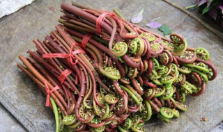 蕨菜的做法大全（蕨菜的做法大全家常炒菜）