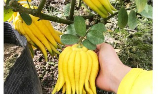 佛手果怎么种（佛手果怎么种植方法）