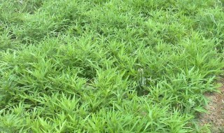 芦蒿怎么种（芦蒿怎么种植最好）