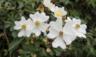 野蔷薇歌词 野蔷薇歌词戴佩妮