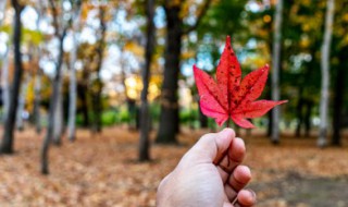 autumn怎么读音读 autumn如何读