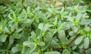 马齿苋怎么读 大花马齿苋怎么读
