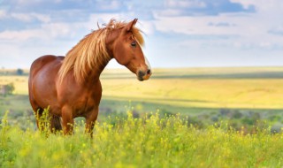 马英语单词怎么读 马英语是什么