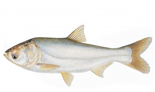 鲢怎么读（鳙鱼怎么读）