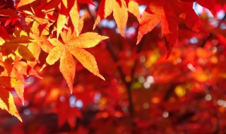 关于秋天的比喻句（关于秋天的比喻句100字）