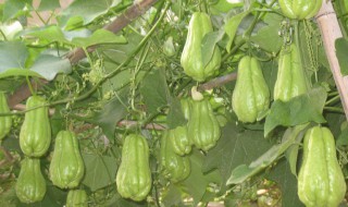 佛手瓜怎么腌 佛手瓜的腌制方法