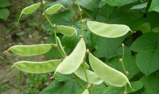 眉豆的腌制方法 眉豆怎么腌制