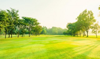 关于树木的谚语 关于树木的谚语有哪些