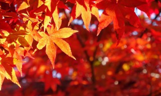 关于秋天的语句（关于秋天的语句优美）