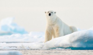 熊的拼音怎么写（大象的拼音怎么写）