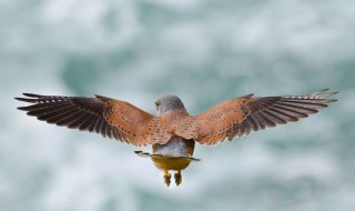 翊怎么读拼音 翊怎么读拼音