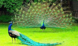 孔雀的拼音怎么写（招引的拼音怎么写的拼音）