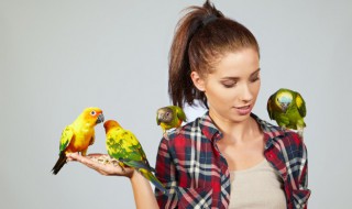 鸟英语怎么读（鸟英语怎么读音发音）