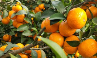 肇庆特产都有什么 肇庆特产都有什么零食