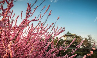 梅花的含义是什么（梅花的含义是什么意思）