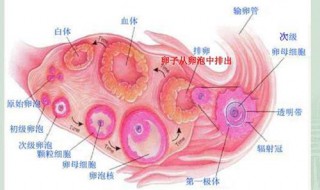 成熟卵泡应该具有哪些结构? 成熟卵泡应该具有哪些结构特点