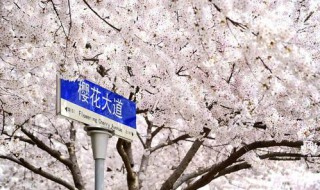 四月樱花还有吗 中国四月哪里有樱花